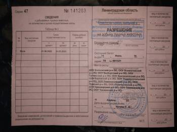 Саратов лишил охотников права на добычу волка